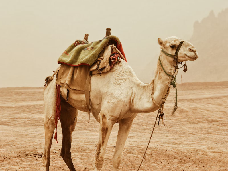 El camello en los proverbios populares tunecinos