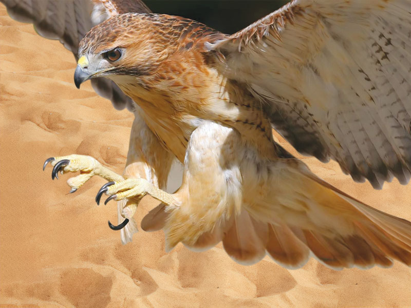 The Arabian Heritage of Falconry