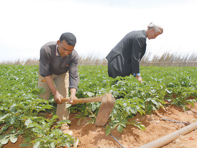 LES ‘AOUACHIR, LES OFFRANDES ET LA ‘ULA  Enquête de terrain sur la signification des activités agricoles dans la région de Tébessa en Algérie 