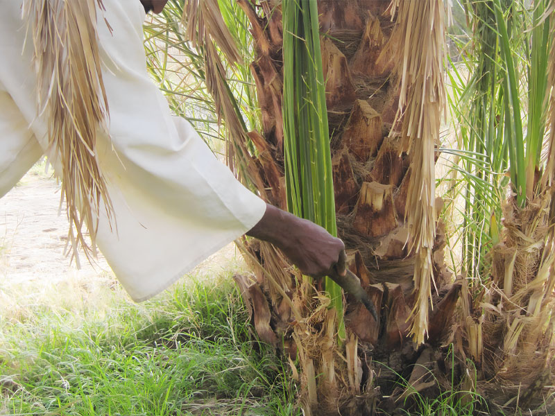 المعارف والتقنيات التقليدية  في زراعة النخلة  بمنطقة مروي شمال السودان