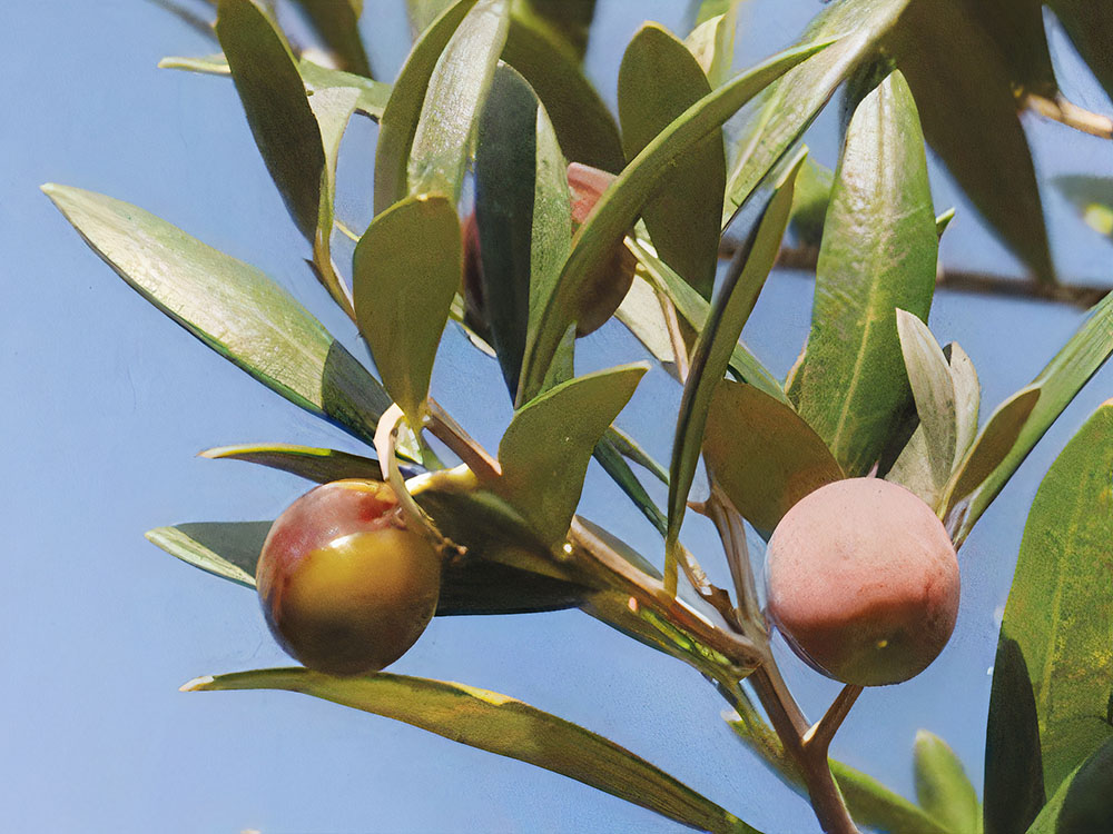 The olive tree in folk proverbs 