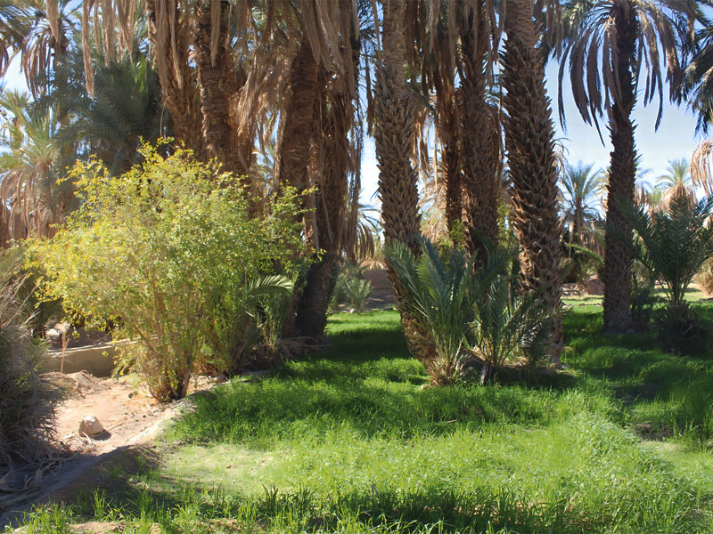 Los museos del patrimonio popular en las regiones de oasis en Marruecos De la iniciativa a la influencia del desarrollo