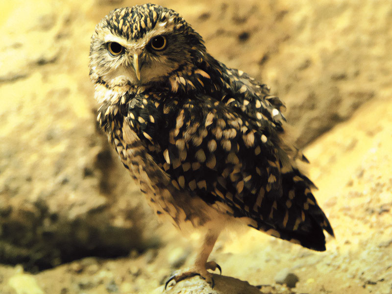 “Culture mobility concerning the owl in its functional systems”